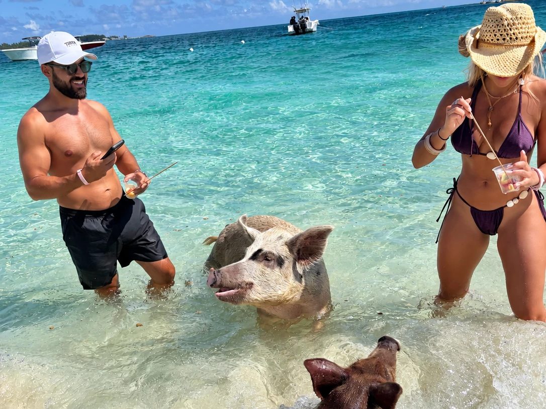 Guests wading with the swimming pigs in the Exumas