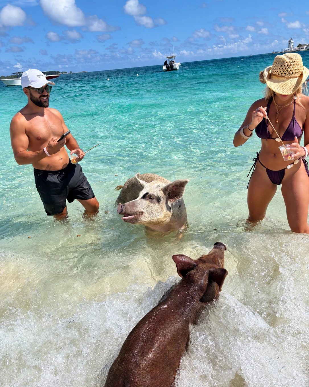 Guests wading with the swimming pigs in the Exumas